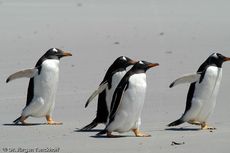 Eselspinguin (90 von 97).jpg